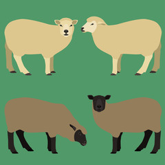 Vector illustration of white and brown sheeps.