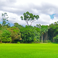 park, green meadow and blue sky