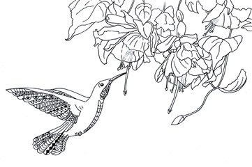 Coloring page The hummingbird