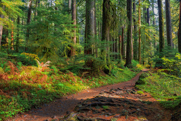 Rain Forest in Oregon - obrazy, fototapety, plakaty