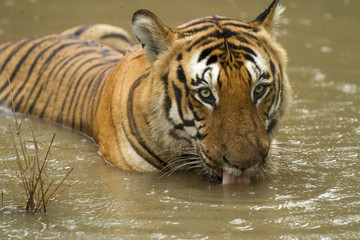 Fototapeta na wymiar The Prince- Indian Tiger laying in water