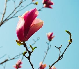 Blossoming of pink magnolia tree and turquoise sky in spring time. Closeup. Chinese park