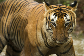 The Prince- Indian Tiger laying in water