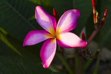 Beautiful tropical flowers