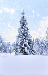 Fototapeta premium Falling snow in the winter spruce forest