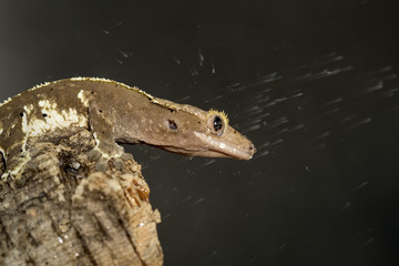 New Caledonian crested geckos under the water