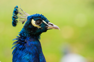 Peafowl, Lazienki park, Warsaw