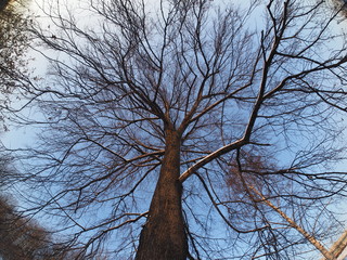 Trees in the park in winter