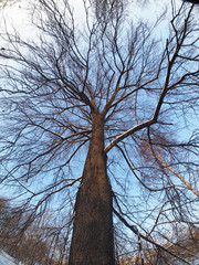 Trees in the park in winter