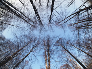 Trees in the park in winter