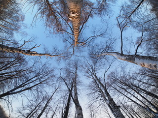 Trees in the park in winter