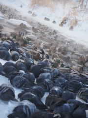 Fototapeta premium ducks and pigeons on the river in winter