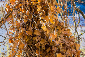 Dried leaves of Creeper in the trunk of a tree