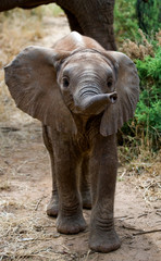 A baby elephant. Africa. Kenya. Tanzania. Serengeti. Maasai Mara. An excellent illustration.