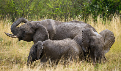 Naklejka na ściany i meble Group of elephants in the savannah. Africa. Kenya. Tanzania. Serengeti. Maasai Mara. An excellent illustration.