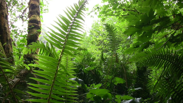 Redwood 105 Dolly Up Big Tree Wayside Ferns