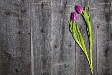 Naklejka premium Tulipany na drewnianym tle