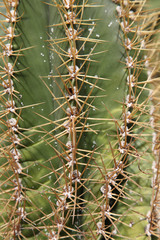 Cactus needles