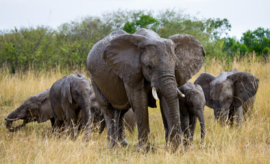 Group of elephants in the savannah. Africa. Kenya. Tanzania. Serengeti. Maasai Mara. An excellent illustration.