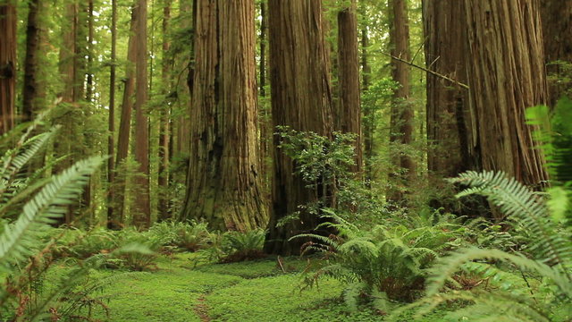 Redwood Forest 03 Stout Grove