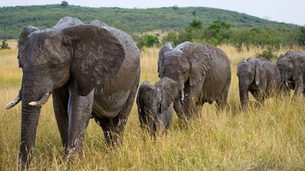 Naklejka na ściany i meble Group of elephants walking on the savannah. Africa. Kenya. Tanzania. Serengeti. Maasai Mara. An excellent illustration.