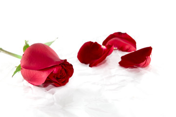 Red rose on white crumpled paper background