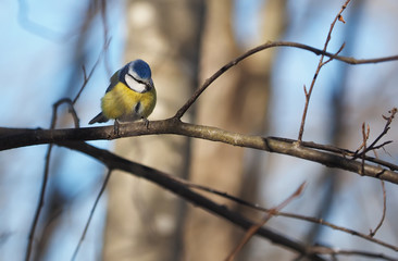 Blue Tit in the forest