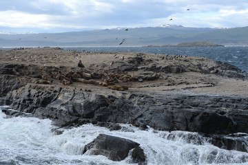 South American sea lion, Otaria flavescens, breeding colony and haulout on small islets just outside Ushuaia.