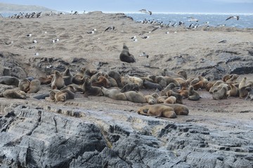 Fototapeta premium South American sea lion, Otaria flavescens, breeding colony and haulout on small islets just outside Ushuaia.