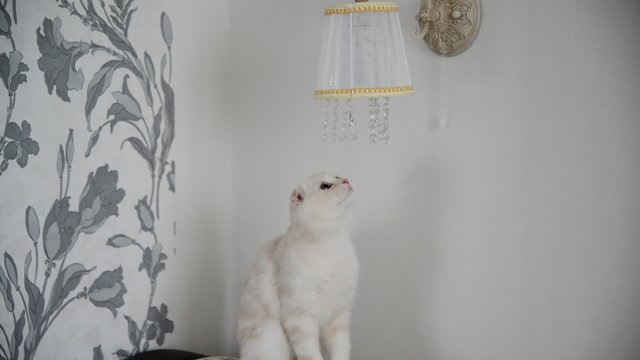  kitten plays with crystal pendants lamps
