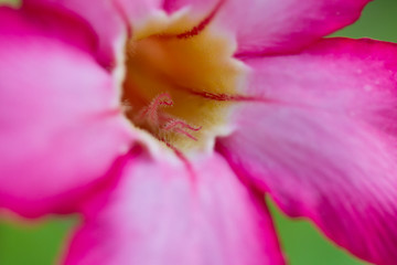 Fototapeta na wymiar Gloriosa superba. Glory lily - Climbing lily