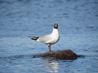 Gull on the lake