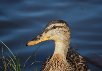 duck on the lake