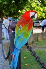 Попугай зеленокрылый ара сидит на чугунной цепи на улице
