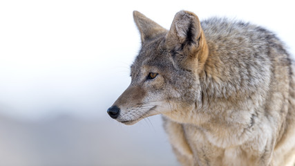 Fototapeta premium Coyote