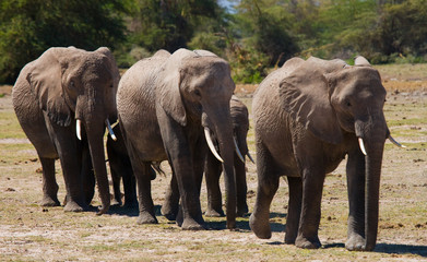 Group of elephants walking on the savannah. Africa. Kenya. Tanzania. Serengeti. Maasai Mara. An excellent illustration.