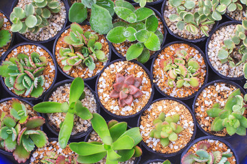 cactus succulents in a planter