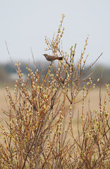 Bluethroat on a tree