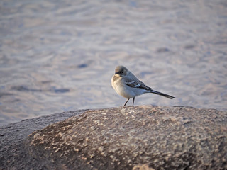 gray wagtail on stone