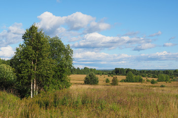 Fototapeta na wymiar field in the forest