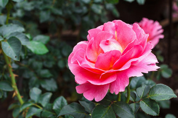 Pink rose in the garden