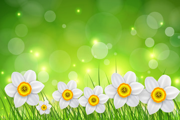 Fototapeta na wymiar Flowers background, white spring flowers and green grass.
