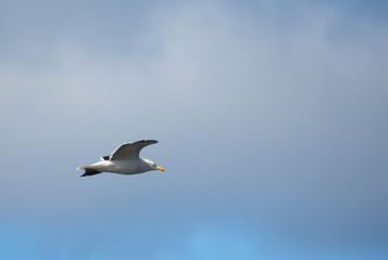 seagull in flight