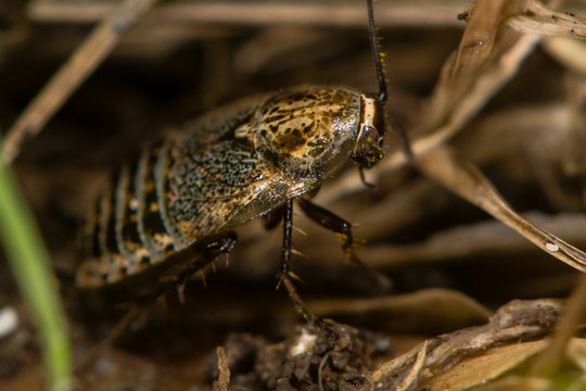 Lesser cockroach (Ectobius panzeri). One of only three native British cockroach species (family Blatellidae), this flightless female is seen amongst low vegetation
