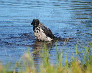 raven bathes in the river