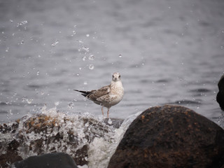 seagull on the lake
