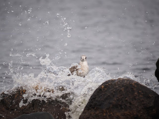 seagull on the lake