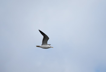 seagull on the lake