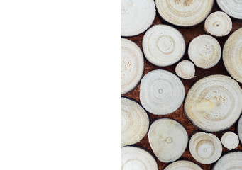 So many stump tree on white background right side view