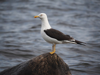 seagull on the lake